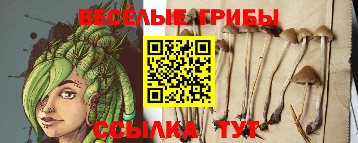 Псилоцибиновые грибы ЛСД  Вход с VPN  Гатчина  Псилоцибиновые грибы Psilocybine cubensis 