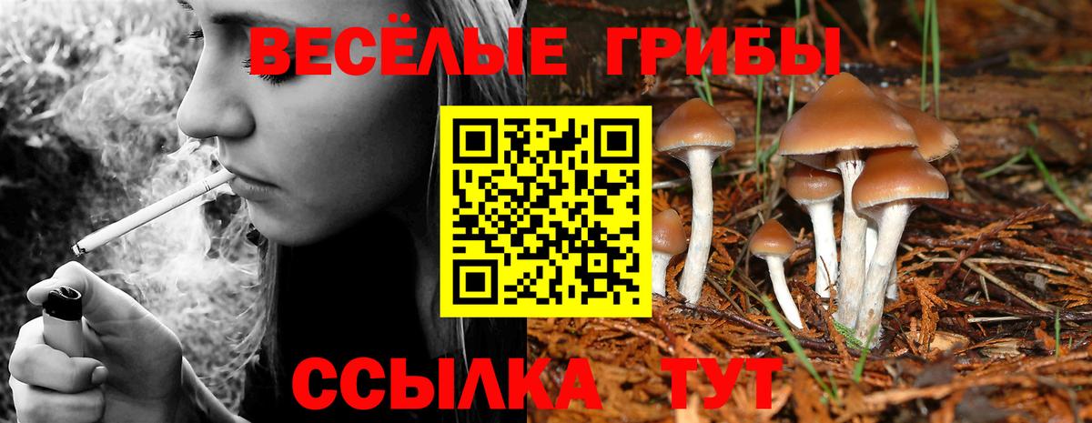 Псилоцибиновые грибы ЛСД Гатчина